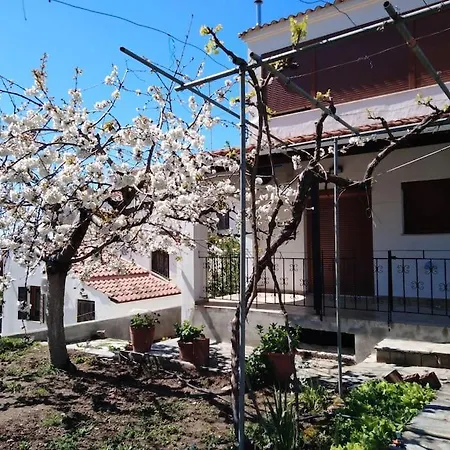 Dima PalaiónTsiflíkion