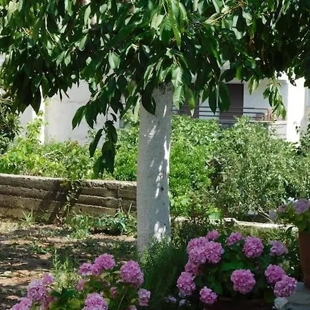 Dima PalaiónTsiflíkion